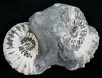 Double Pleuroceras Ammonite Nodule #6169-1